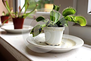 Venus flytrap plant