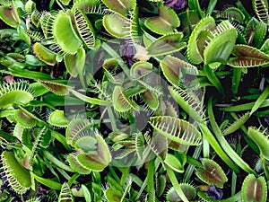 venus flytrap plants