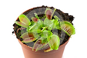 Venus flytrap in a pot