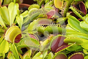 Venus Flytrap. Predatory Plant. American Carnivorous Plant. Insect Eater