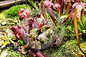 Venus flytrap and Sarracenia in greenhouse near a makeshift pond in the Apothecary Garden