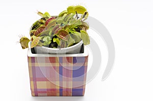Venus flytrap in a square pot