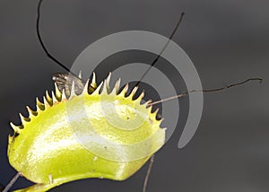 Venus Flytrap with Trapped insect