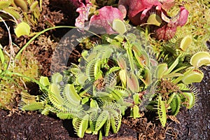 Venus flytrap