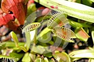 Venus Flytraps