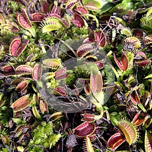 venus flytraps