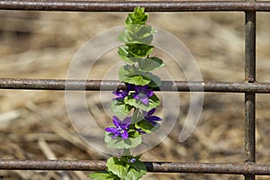 Venus Looking Glass purple wildflower in Oklahoma