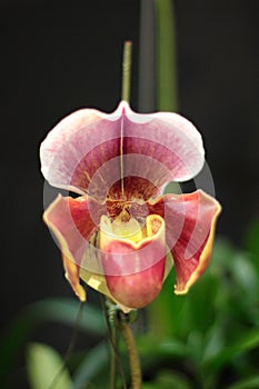 Venus slipper orchid