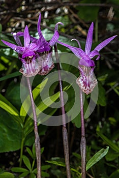 Venus-slipper Orchid