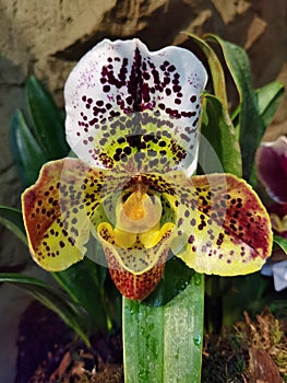 Venus` Slipper, Paphiopedilum purpurascens orchid. Stock Photo