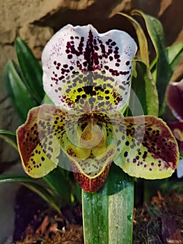 Venus` Slipper, Paphiopedilum purpurascens orchid. Stock Photo