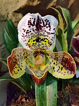 Venus` Slipper, Paphiopedilum purpurascens orchid. Stock Photo