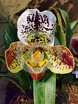 Venus` Slipper, Paphiopedilum purpurascens orchid. Stock Photo