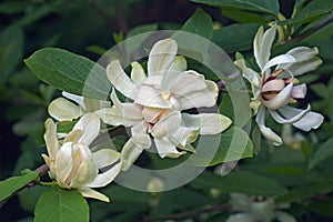 Venus sweetshrub flowers