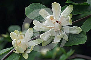 Venus sweetshrub flowers
