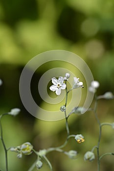 Venuss navelwort