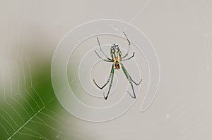 Venusta Orchard Spider