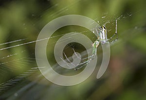 Venusta Orchard Spider (Leucauge venusta)