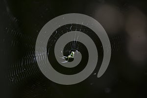 Venusta Orchard Spider