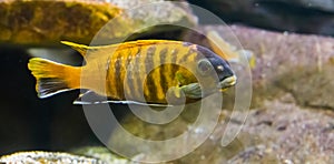 Venustus giraffe hap cichlid fish, a tropical aquarium pet from the malawi lake in Africa