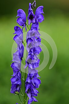 Venusâ€™s s chariot flowers Aconitum napellus