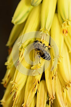 Ver abeja amarillo flor