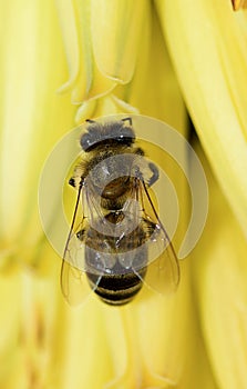 Ver abeja amarillo flor photo