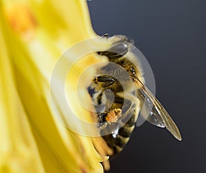 Ver abeja amarillo flor photo