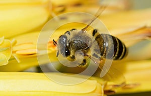 Ver abeja amarillo flor photo