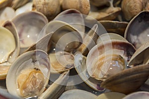 Veracious clams of the Tyrrhenian Sea, Italy