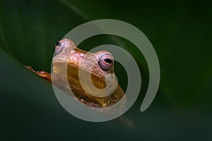 Veragua cross-banded tree frog, Smilisca sordida, animal in the nature habitat. Smilisca frog in the green leave in tropic forest