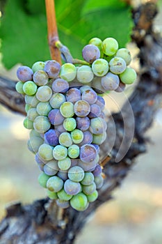 Veraison Pinot Gris Grape Vineyard