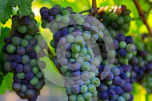 Veraison Pinot Gris Grape Vineyard