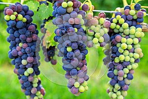 Veraison Syrah Shiraz Grape Vineyard