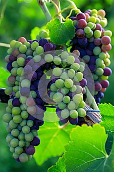 Veraison Syrah Shiraz Grape Vineyard