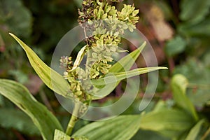 Veratrum album in bloom