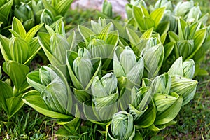 Veratrum album (or false helleborine, white hellebore, Veratrum lobelianum), poisonous plant in the family Melanthiaceae photo
