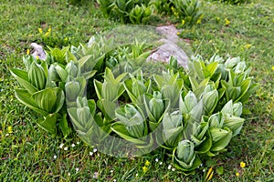 Veratrum album (or false helleborine, white hellebore, Veratrum lobelianum), poisonous plant in the family Melanthiaceae photo