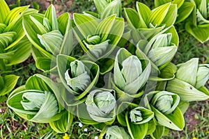 Veratrum album (or false helleborine, white hellebore, Veratrum lobelianum), poisonous plant in the family Melanthiaceae photo