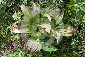 Veratrum viride, known as Indian poke, Indian hellebore, false hellebore, green false hellebore or giant false-helleborine, is a