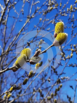 Verba,Blooming willow on a blue sky background