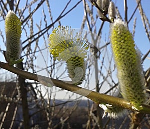 Verba expects a favorable moment to maintain the inflorescence blossom.