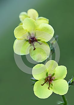 Verbascum blattaria moth mullein