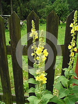 Verbascum densiflorum