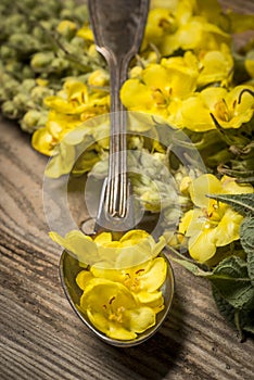 Verbascum densiflorum - mullein flower