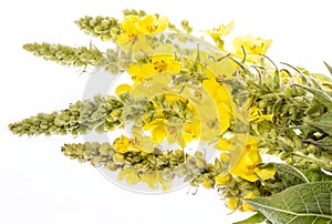 Verbascum densiflorum - mullein flower