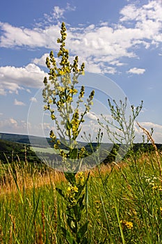 Verbascum densiflorum the well-known dense-flowered mullein