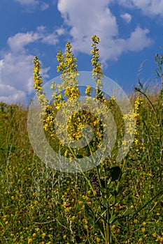 Verbascum densiflorum the well-known dense-flowered mullein