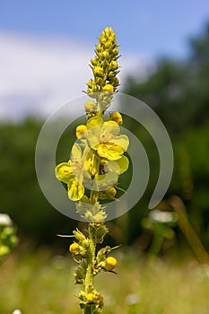 Verbascum densiflorum the well-known dense-flowered mullein