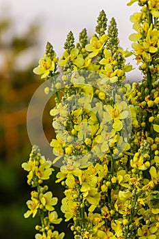 Verbascum densiflorum the well-known dense-flowered mullein